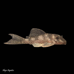 The Fine Dotted Pleco L262 is a stunning species of Hypancistrus pleco