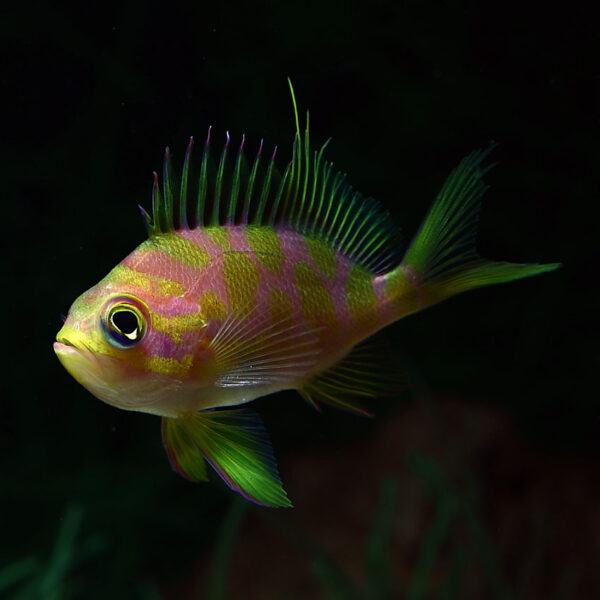 Borbonius Anthias, Odontanthias borbonius, also go by the name Blotched Anthias.