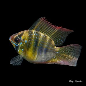 A close-up photo of a German Blue Ram Balloon fish swimming in an aquarium. Its body is a bright blue color with black stripes, and its eyes are large and black. The fish has a round, balloon-like shape and its fins are adorned with vibrant hues of yellow, blue, and red.