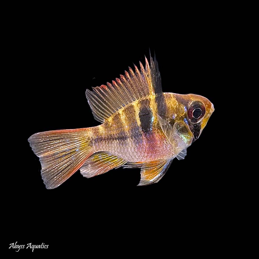 Electric blue balloon ram care online