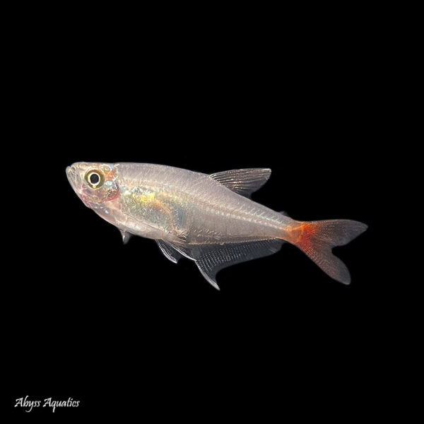 The Glass Bloodfin Tetra, Prionobrama filigera, is a stunning and unique fish that is highly sought after by hobbyists. Its name is derived from its transparent body, which allows its blood to be seen flowing through its veins. This species belongs to the Characidae family and is native to the Amazon basin in South America, specifically in Brazil, Peru, and Colombia.