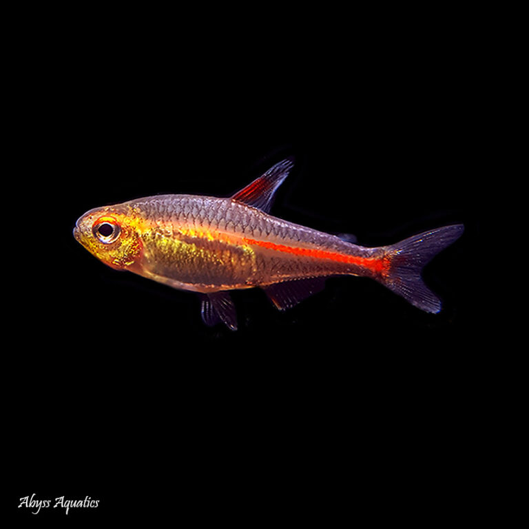 Glowlight Tetra Fast, Professional Service