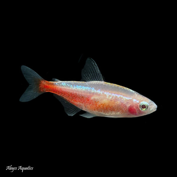 The Golden Cardinal Tetra makes for an unusual addition to shoals of cardinal tetra