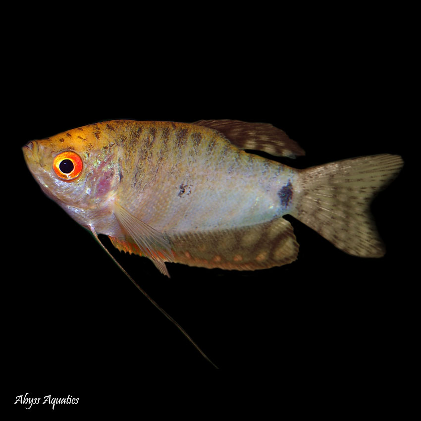 Gold Gourami | Fast Delivery Abyss Aquatics UK
