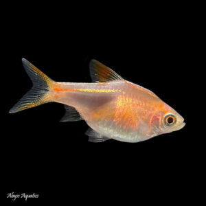 The Gold Harlequin Rasbora is a peaceful shoaling species