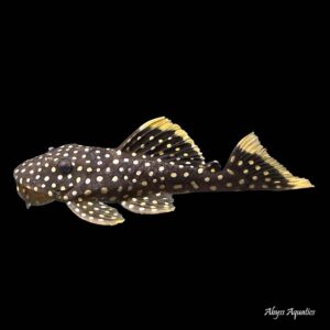 The Gold Nugget Pleco L018 is one of the best looking Loricariidae found in the hobby