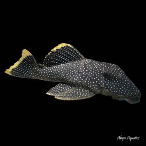 The Gold Nugget Pleco L081 has smaller spots than other nugget plecos, but is still a beautiful fish