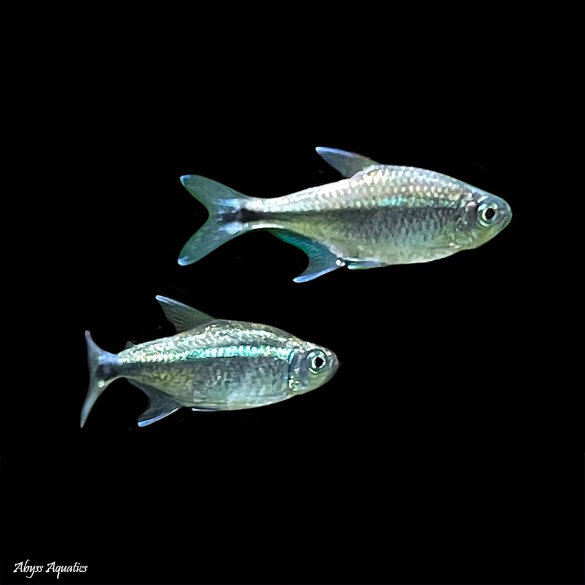 Gold tetra fish hotsell
