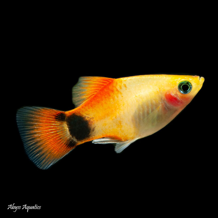 Golden Mickey Mouse Platy.. Fast Professional service Abyss Aquatics