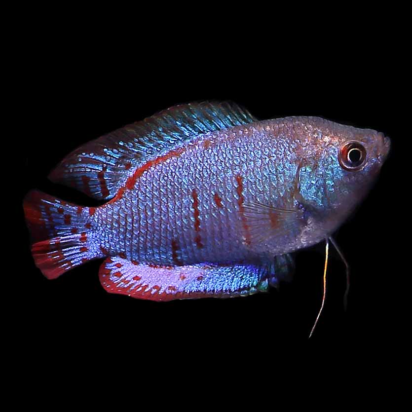 BuyGlowlight Dwarf Gourami Male.. Fast, Professional Service