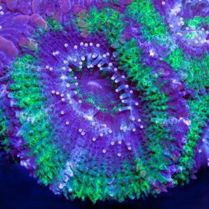 Green Acan is an intense coral