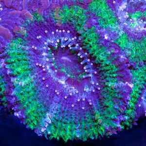 Green Acan