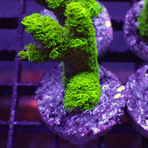 Green Acropora