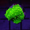 Green Astreopora is an eye-catching encrusting coral.