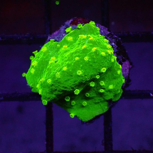Green Astreopora is an eye-catching encrusting coral.