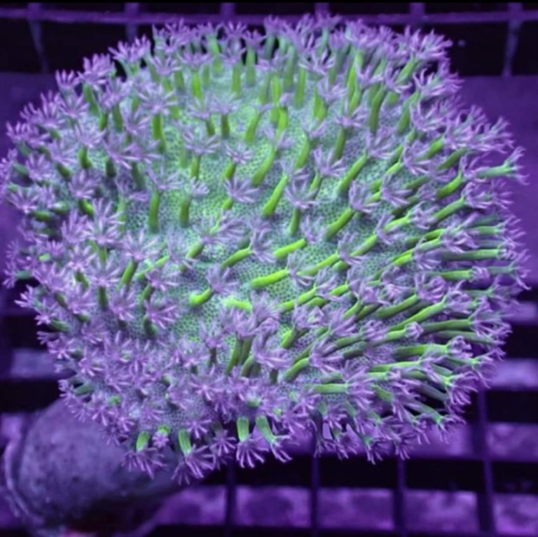 Toadstool Base Green Base Toadstool Leather Pest free promiseAbyss Aquatics UK