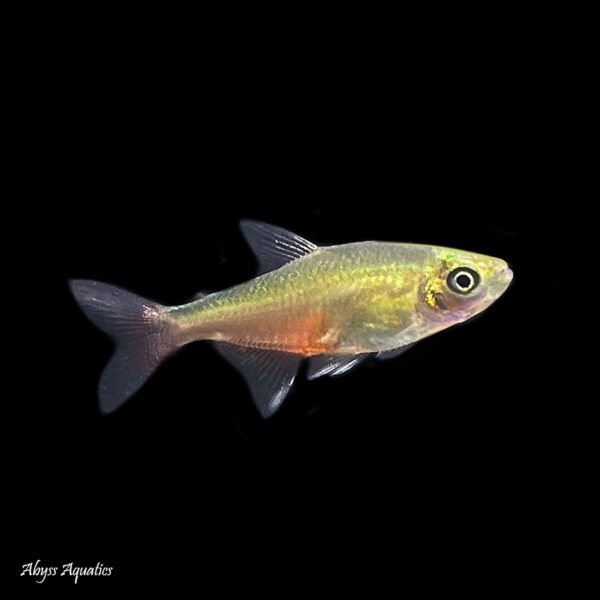 The Green Fire Tetra is a peaceful and beautiful species of fish