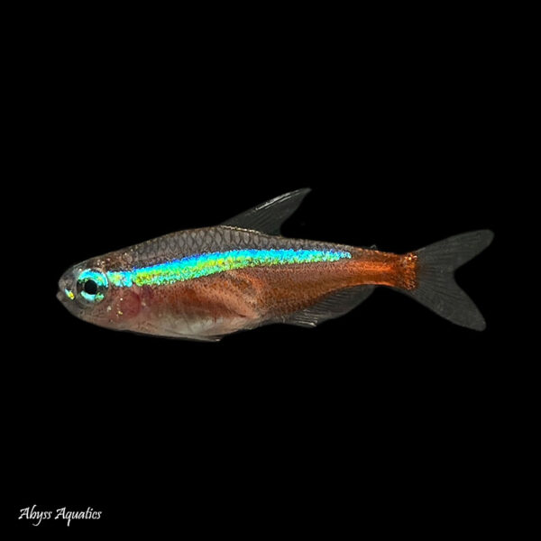 a photo of a single Green Neon Tetra a highly sought after nano species of tetra