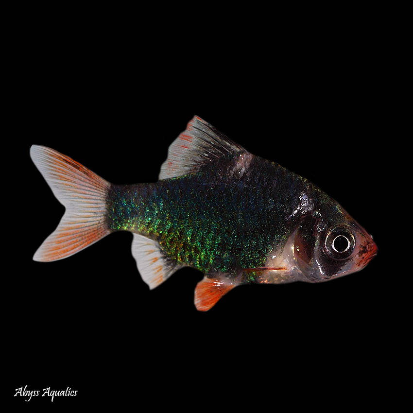 Green Tiger Barb · Shop Online at Abyss Aquatic Warehouse Green Tiger Barb · Shop Online at Abyss Aquatic Warehouse