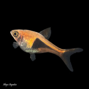 The Harlequin Rasbora a hardy and peaceful shoaling species