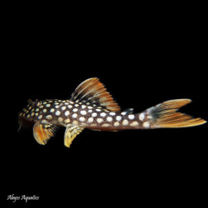 Sunshine Pleco L014 gorgeous orange fin pleco with large of white spots.