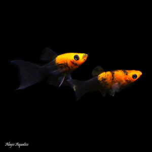 Gold Dust Lyretail Molly Fast, Professional Service