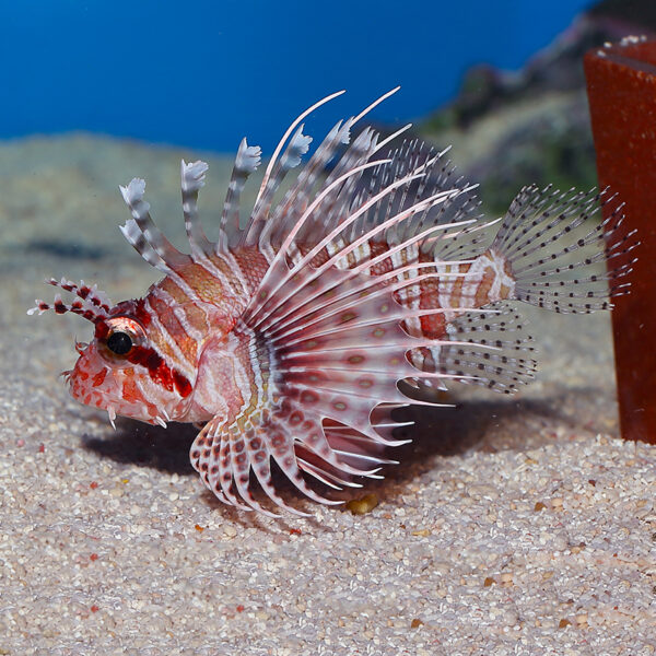 The Mombasa Lionfish, Pterois mombasae, at the abyss. mjs