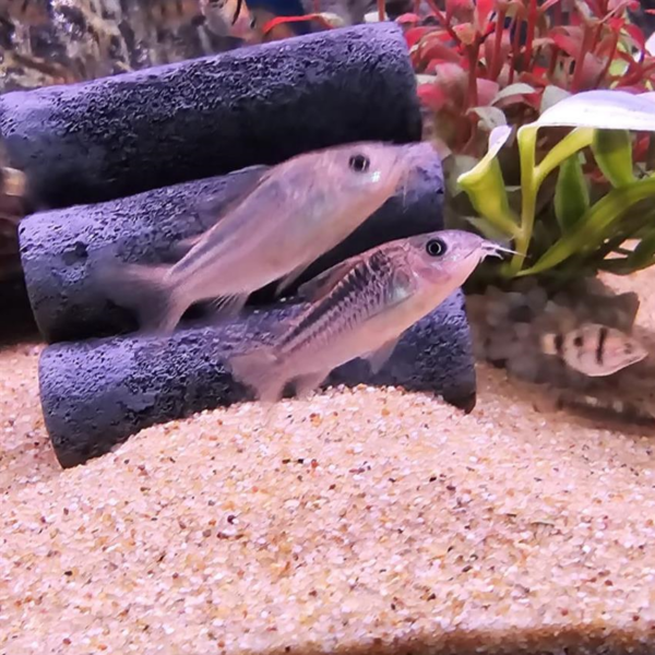 nanus corydora. image by abyss
