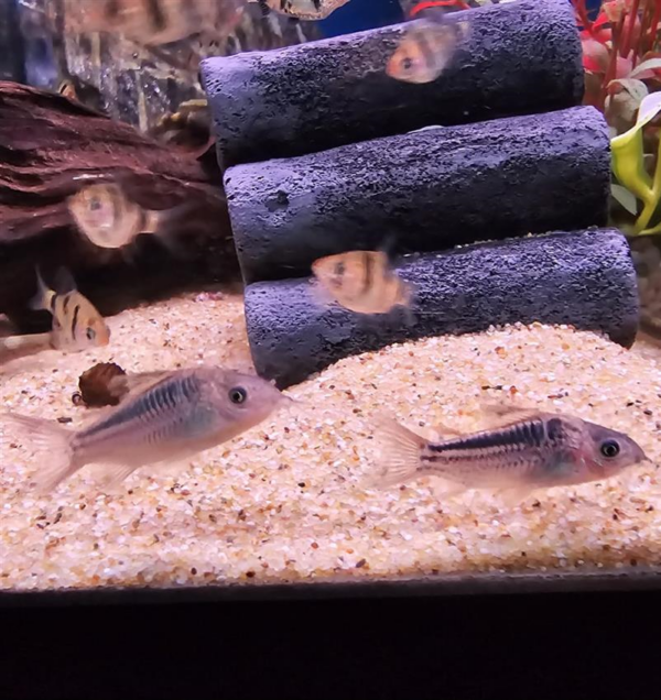 nanus corydora. Image by abyss