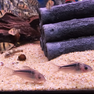 nanus corydora image by abyss
