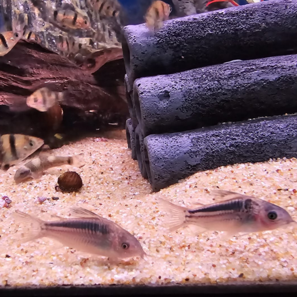 nanus corydora image by abyss