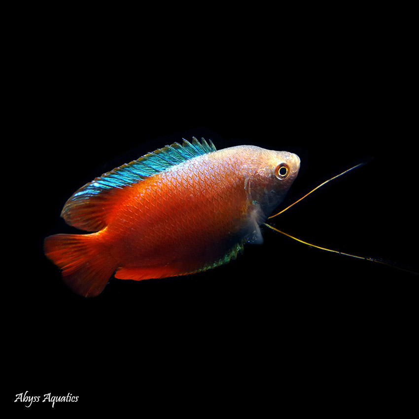 Red gourami tropical best sale fish