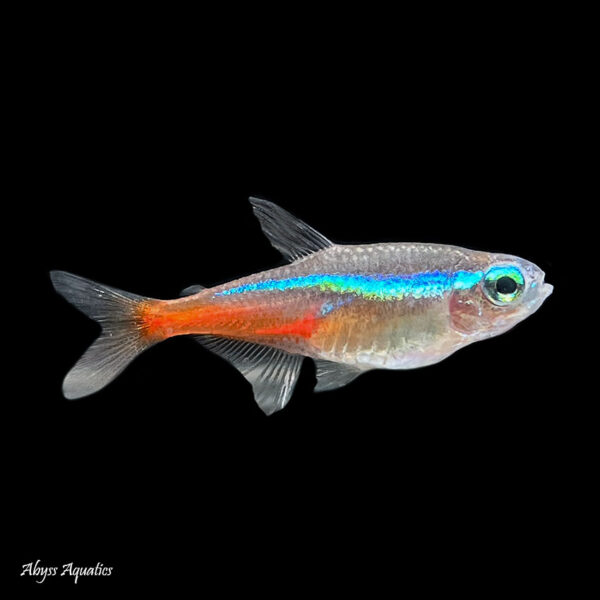 Picture of a Neon Tetra against a black background
