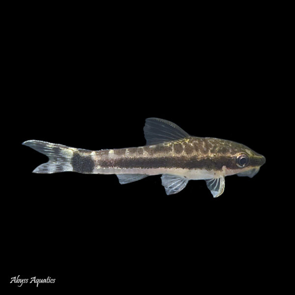 Otocinclus Affinis is a small, algae eating catfish from South America