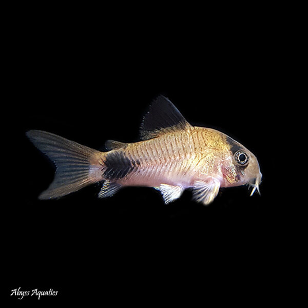 The Panda Corydora is an ever popular and classic addition to an aquarium