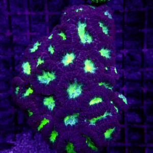 Purple Green Centre Blastomussa are striking, slow growing hard corals.