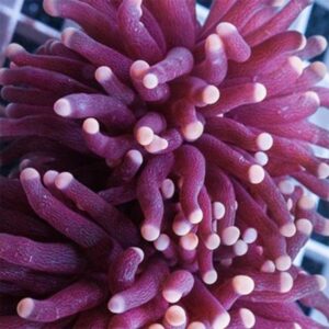 Pink tip Torch coral
