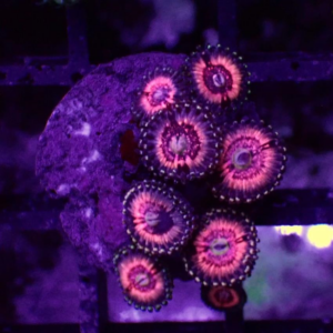 Pink Zippers Zoanthid, or Pink Zippers Zoa, are gorgeous, highly sought after soft corals thanks to their brilliant colour.