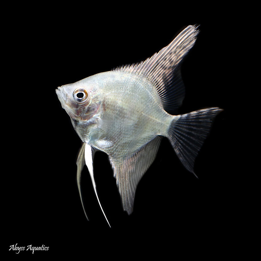 Platinum angelfish sales