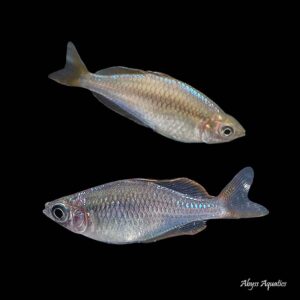 Cheap tropical fish for sale deals