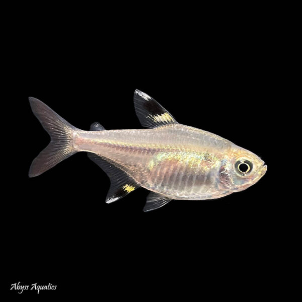 The Pristella tetra is a hardy and peaceful species of fish from South America