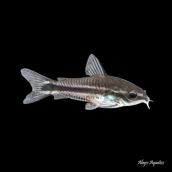 a single pygmy corydora against a black background