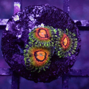 Rainbow Incinerator Zoanthid, or Rainbow Incinerator Zoa, are gorgeous, popular soft corals thanks to their brilliant colour.