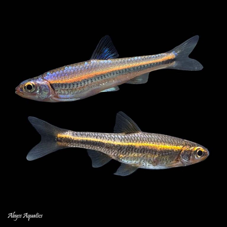 Buy Rainbow Shiner Fast, Professional Service