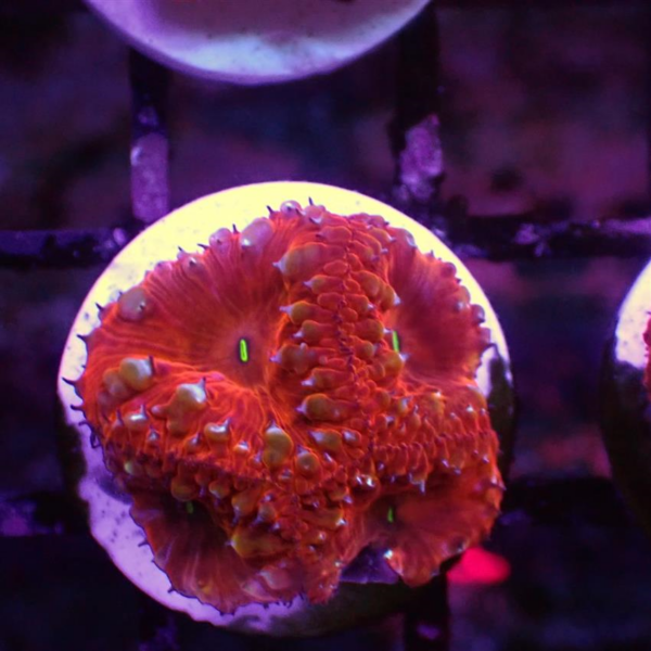 Red Blastomussa are excellent, slow growing hard corals that strongly resembles a flower