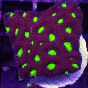 Red Green Eye Favia