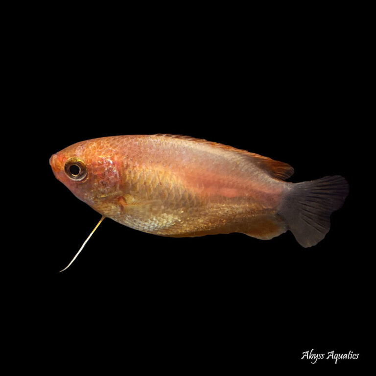 Buy Red Honey Gourami Fast, Professional Service