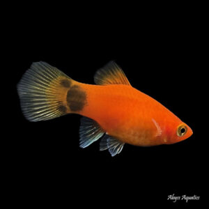 Buy Red Mickey Mouse Platy Fast, Professional Service