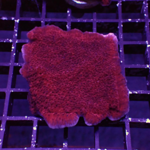 Red Plating Montipora are gorgeous bold red coral plates