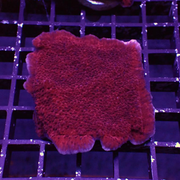 Red Plating Montipora are gorgeous bold red coral plates